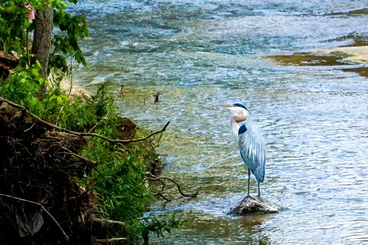 Blue-Heron-Courtesy-of-Turtle-Creek-Association-1200x800-1